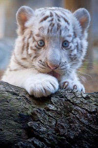 Tigre branco