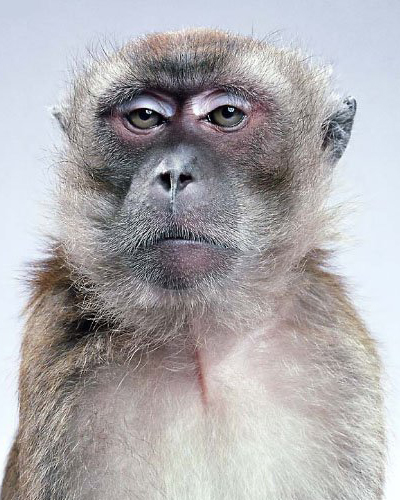 macaco.jpg