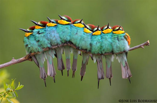 bee-eaters