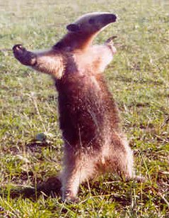 The Tough-Skinned Tamandua Is Hard as Nails 